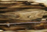 Polished, Petrified Wood (Metasequoia) Stand Up - Oregon #185153-2